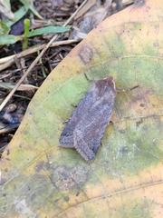 Agrochola haematidea