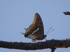 Charaxes