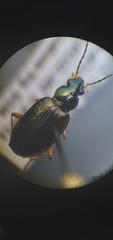 Bembidion corgenoma