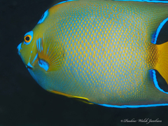 Holacanthus ciliaris