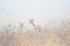 Gazella bennettii