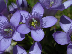 Gentianella ramosa