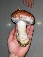 Cortinarius praestans