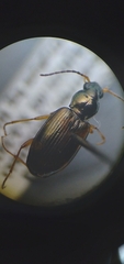 Bembidion corgenoma