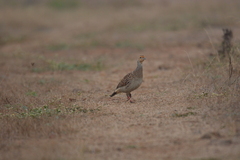 Ortygornis pondicerianus