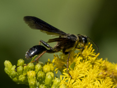 Isodontia auripes