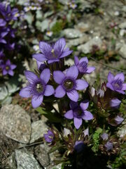 Gentianella ramosa