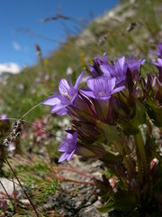Gentianella ramosa