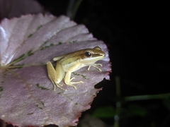 Indosylvirana