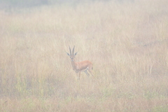 Gazella bennettii