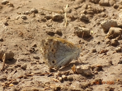Junonia hierta
