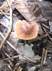 Lepiota castanea