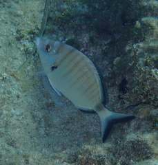 Diplodus puntazzo