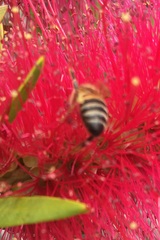 Apis mellifera
