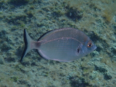 Diplodus puntazzo