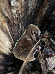 Pluteus exilis