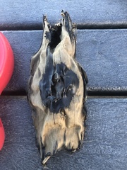 Dipturus intermedius