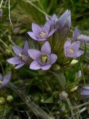 Gentianella ramosa