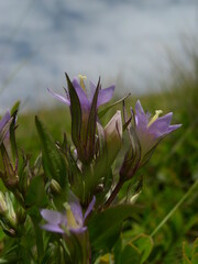 Gentianella ramosa
