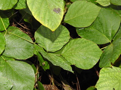 Pueraria montana