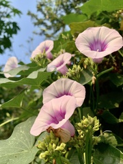 Ipomoea