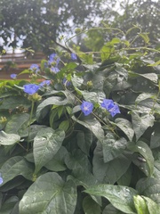 Evolvulus alsinoides