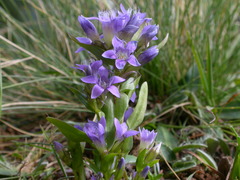 Gentianella ramosa