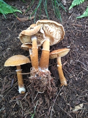 Cystoderma amianthinum