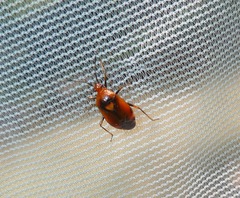Deraeocoris ruber
