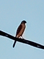 Accipiter