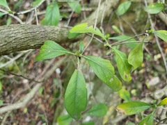 Pavetta gardeniifolia