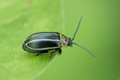 Disonycha conjuncta