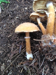 Cystoderma amianthinum