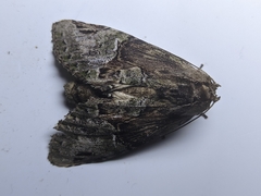 Chadisra bipars