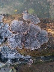 Auricularia mesenterica