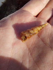 Turritellinella tricarinata