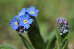 Myosotis alpestris
