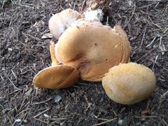 Cystoderma amianthinum