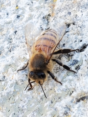 Apis mellifera