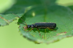 Cantharidae