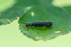 Cantharidae