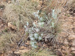 Berkheya carlinopsis