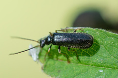 Cantharidae