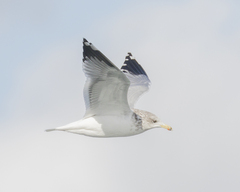 Larus californicus