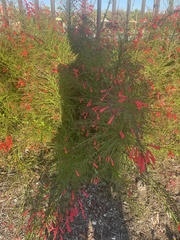 Russelia equisetiformis