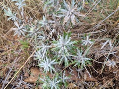 Berkheya carlinopsis