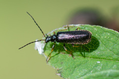 Cantharidae