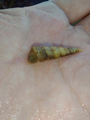 Turritellinella tricarinata