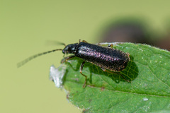 Cantharidae