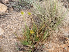 Bulbine capitata